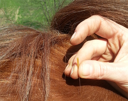 akupunktur eines pferdes