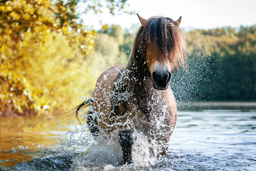 Pony im Wasser