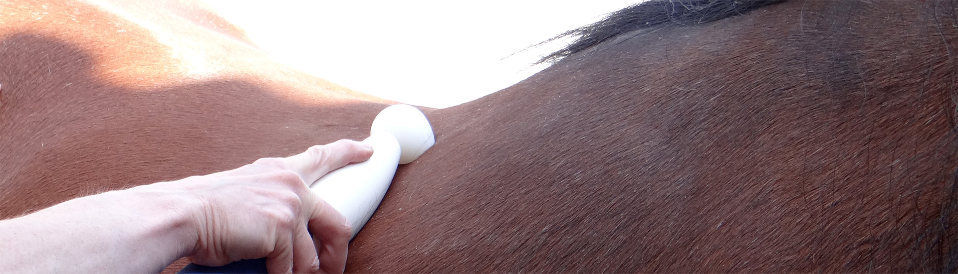 neuromusküläre stimulation am Pferd