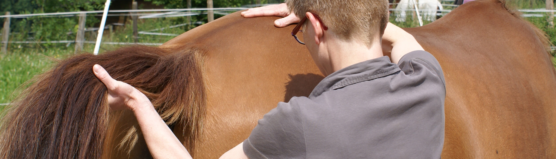 überprüfung des illiosakralgelenks beim pferd