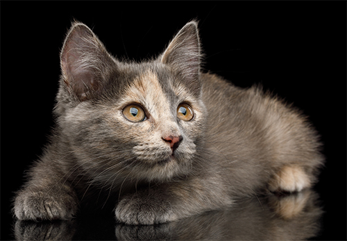 katze mit federangel