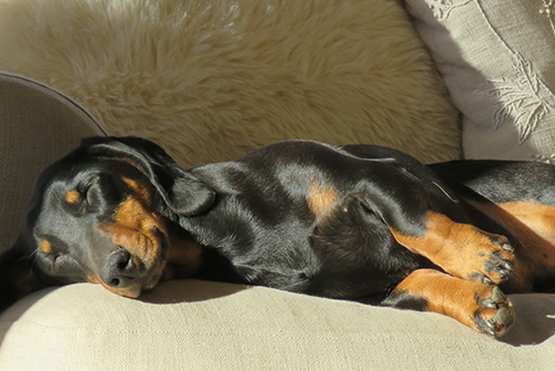 dackel auf der couch