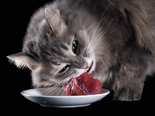katze frisst Fleisch