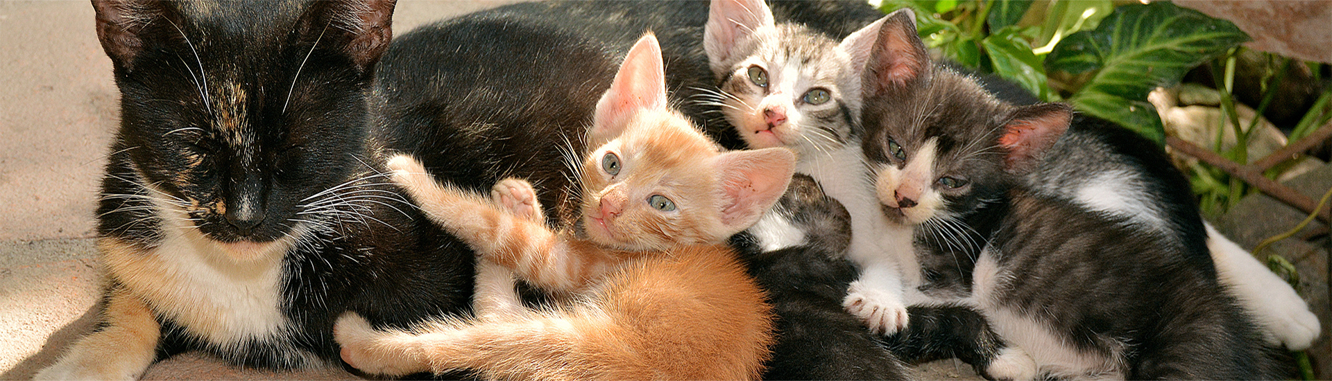 Hundeschnauze im Sand