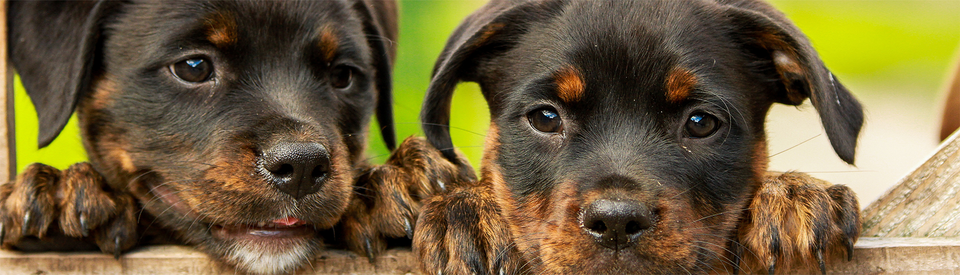 zwei Rottweiler Welpen